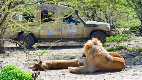 tube safaris|Top 10 Best African Wildlife Videos on YouTube .